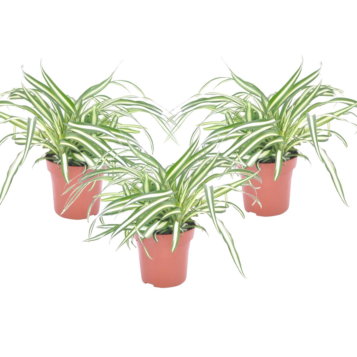 Spider plant - 3 pcs. - Chlorophytum comosum 'Atlantic' - Height 25-40cm - ⌀12cm