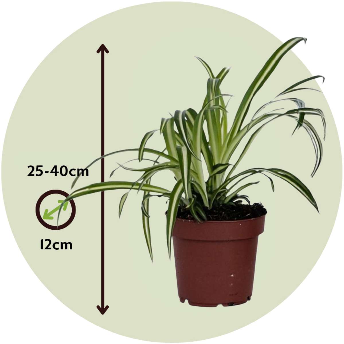 Spider plant - 3 pcs. - Chlorophytum comosum 'Atlantic' - Height 25-40cm - ⌀12cm