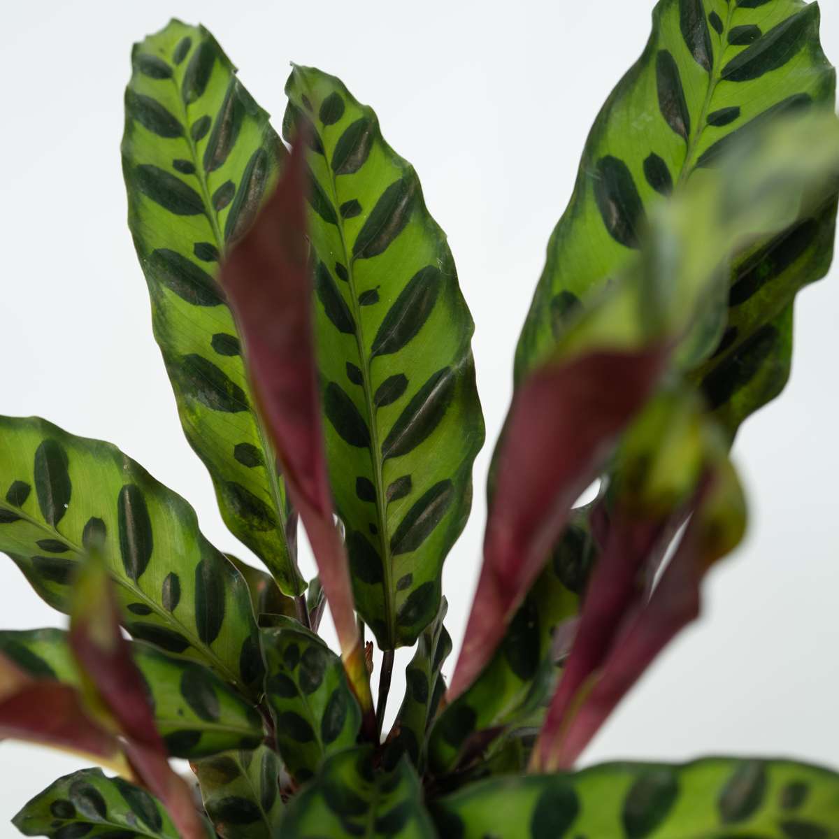 Rattlesnake plant - Goeppertia insignis - Height 30-40cm - ⌀12cm