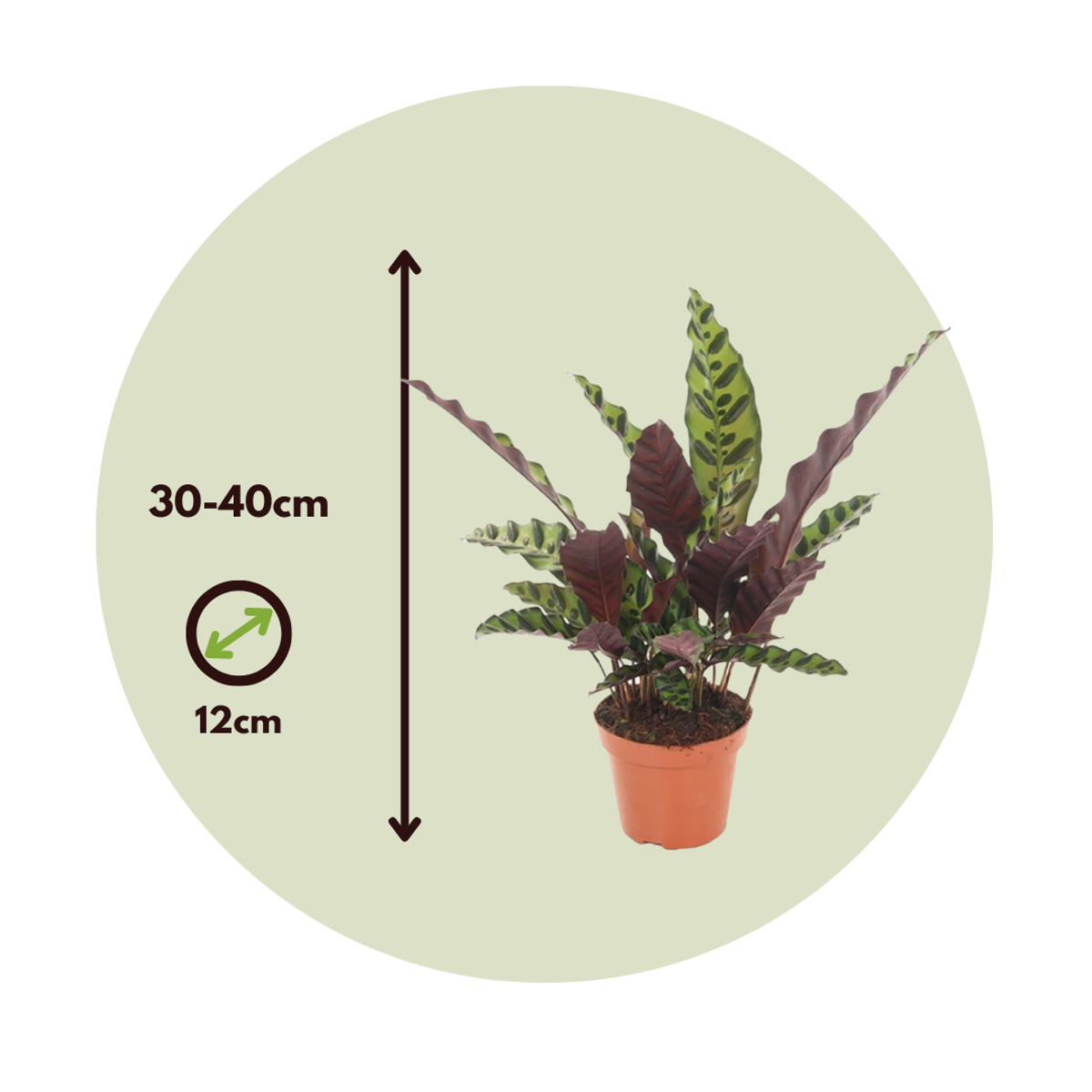 Rattlesnake plant - 2 pcs. - Goeppertia insignis - Height 30-40cm - ⌀12cm