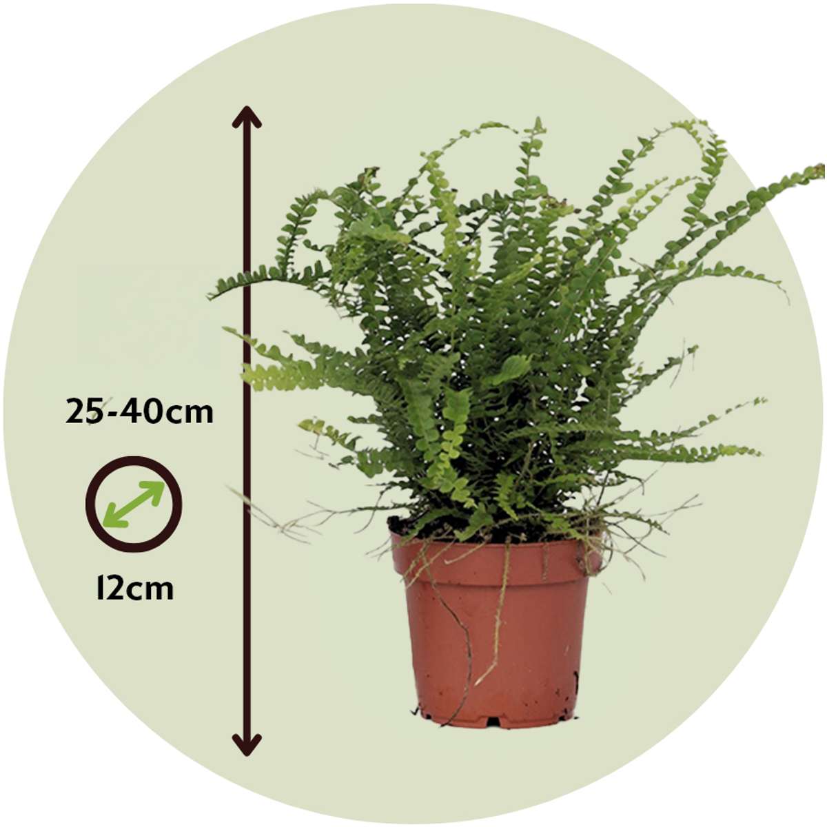 Sword fern - 2 pcs. - Nephrolepis 'Duffii' - Height 25-40cm - ⌀12cm
