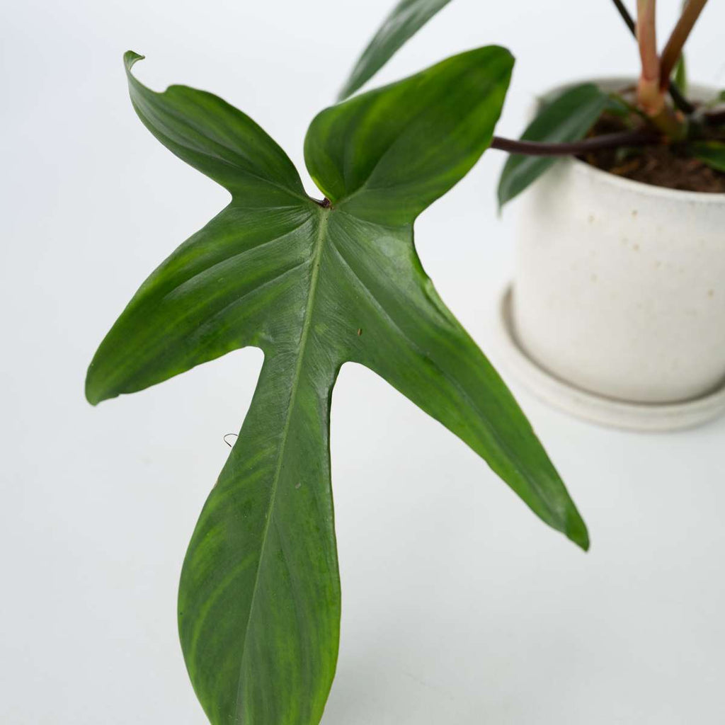 Sweetheart Plant - 2 pcs. - Philodendron 'Florida Green' - H20-30cm - ⌀12cm