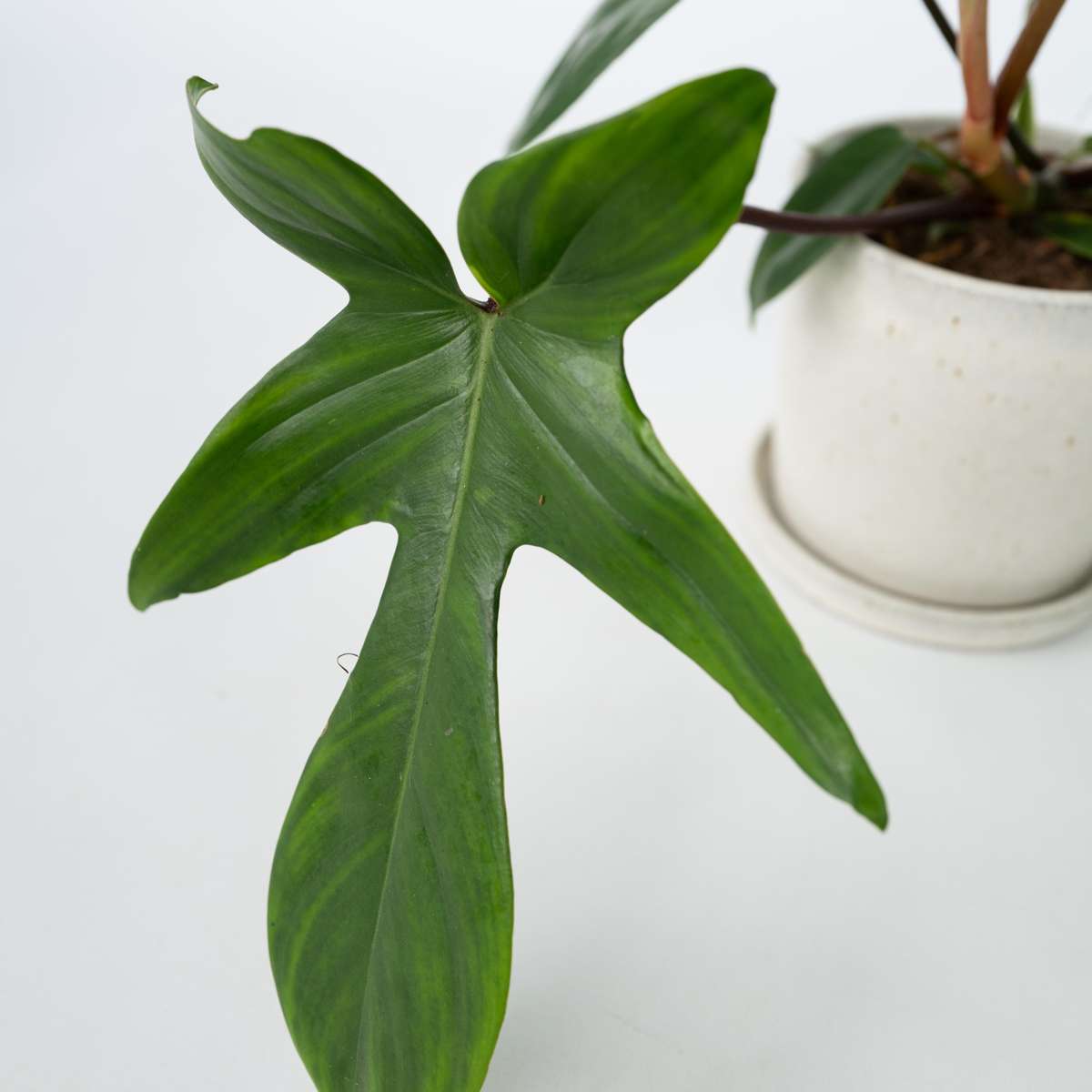 Sweetheart Plant - 2 pcs. - Philodendron 'Florida Green' - H20-30cm - ⌀12cm