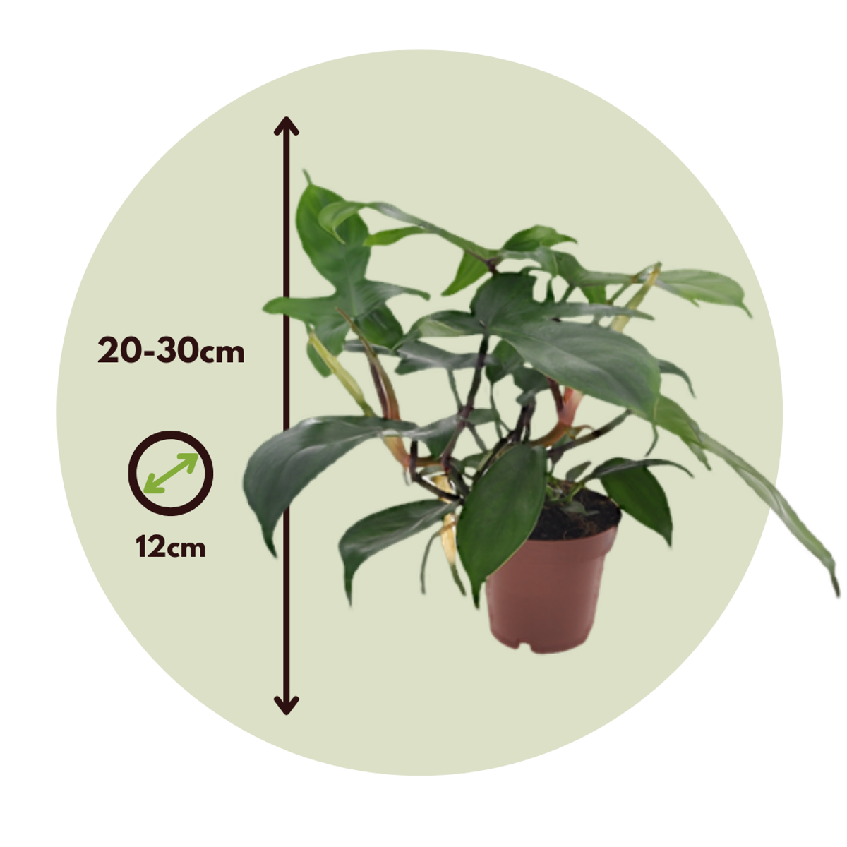 Sweetheart Plant - 2 pcs. - Philodendron 'Florida Green' - H20-30cm - ⌀12cm