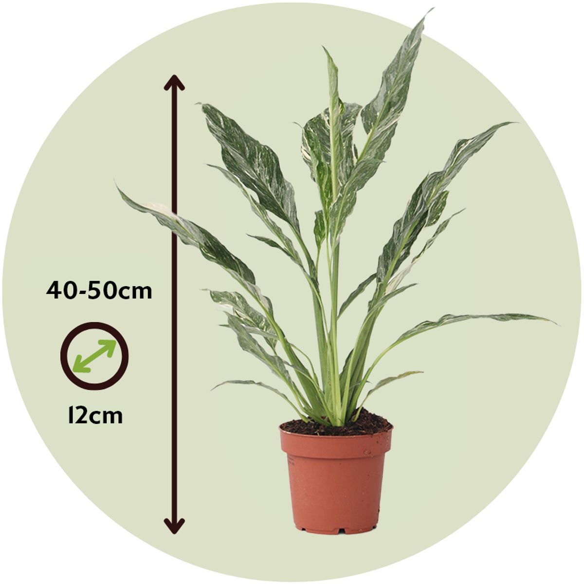 Peace lilly - Spathiphyllum 'Diamond' - Height 40-50cm - ⌀12cm