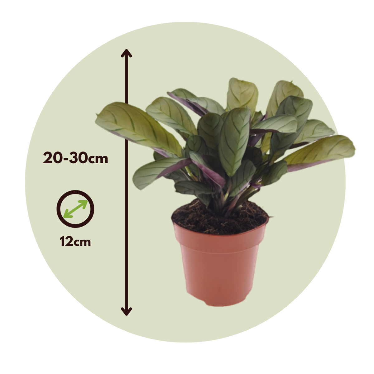 Never Never Plant - Ctenanthe 'Amagris' - Height 20-30cm - ⌀12cm