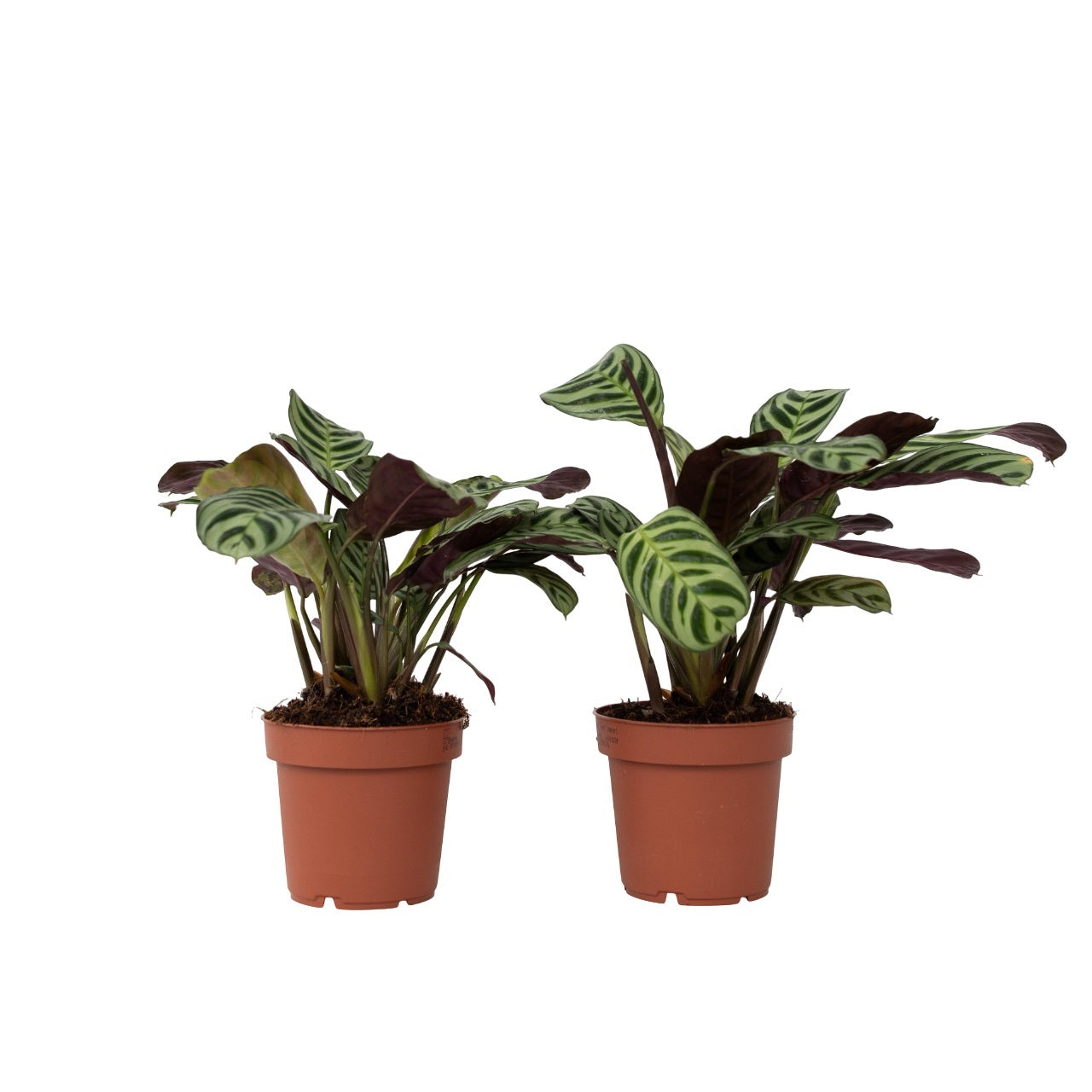 Never Never Plant - 2 pcs. - Ctenanthe 'Amagris' - Height 20-30cm - ⌀12cm
