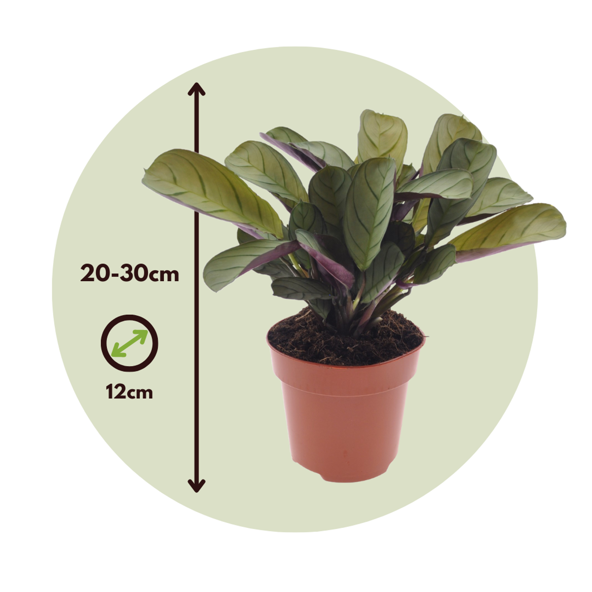 Never Never Plant - 2 pcs. - Ctenanthe 'Amagris' - Height 20-30cm - ⌀12cm