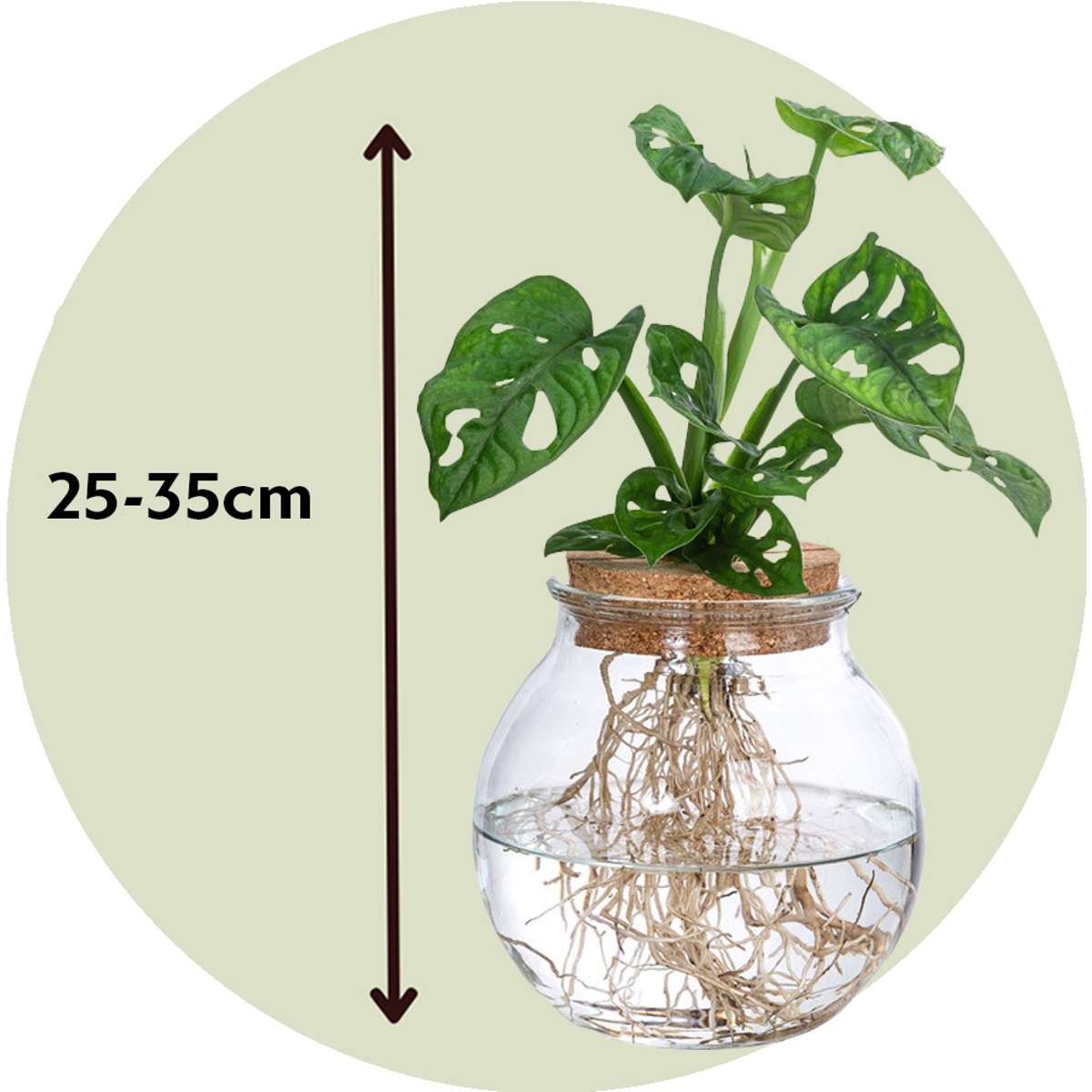 Mini Swiss Cheese Plant - Monstera 'Monkey Mask' - Height 25-35cm - ⌀20cm