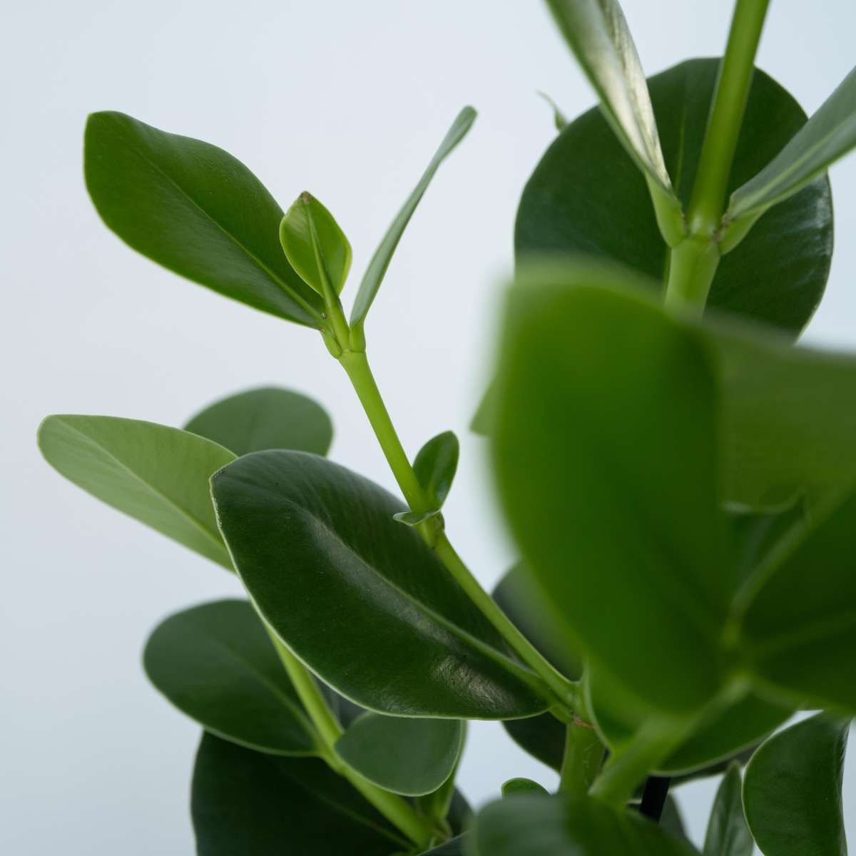 Autograph tree - 2 pcs. - Clusia rosea 'Princess' - Height 25-35cm - ⌀12cm