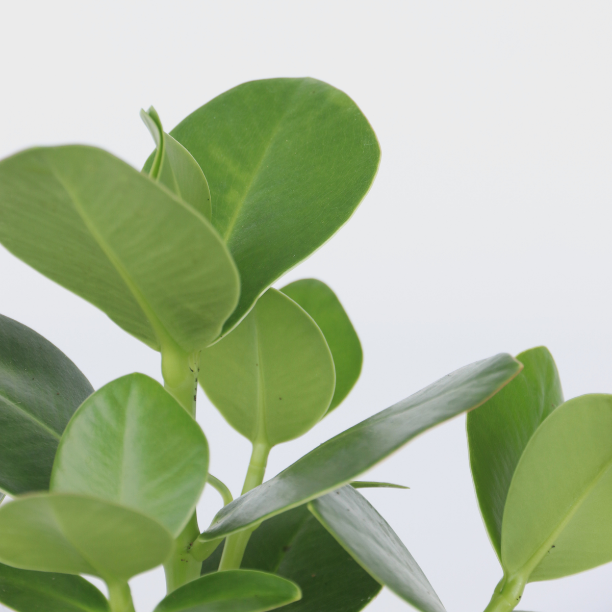 Autograph tree - 4 pcs. - Clusia rosea 'Princess' - Height 25-35cm - ⌀12cm