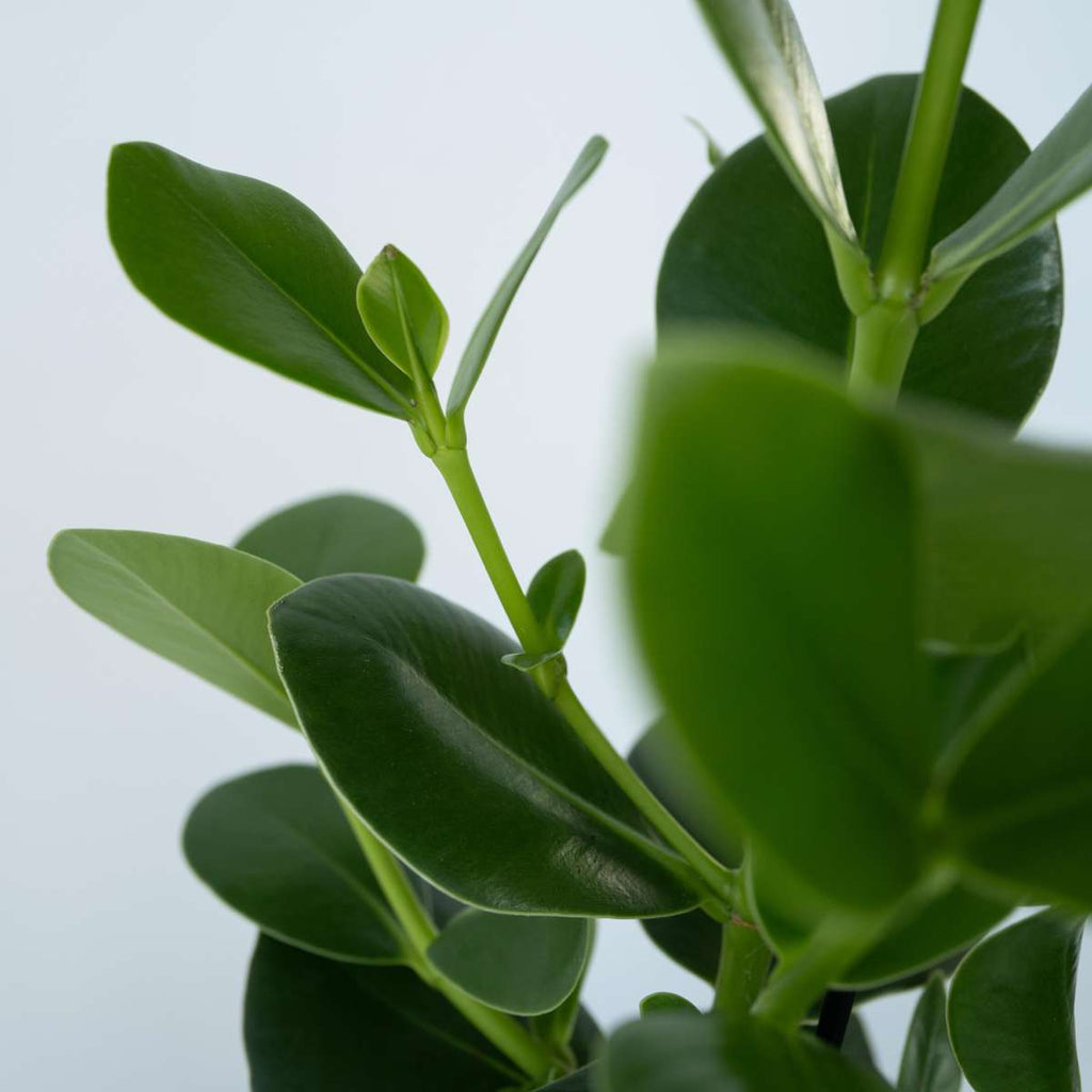 Autograph tree - 4 pcs. - Clusia rosea 'Princess' - Height 25-35cm - ⌀12cm