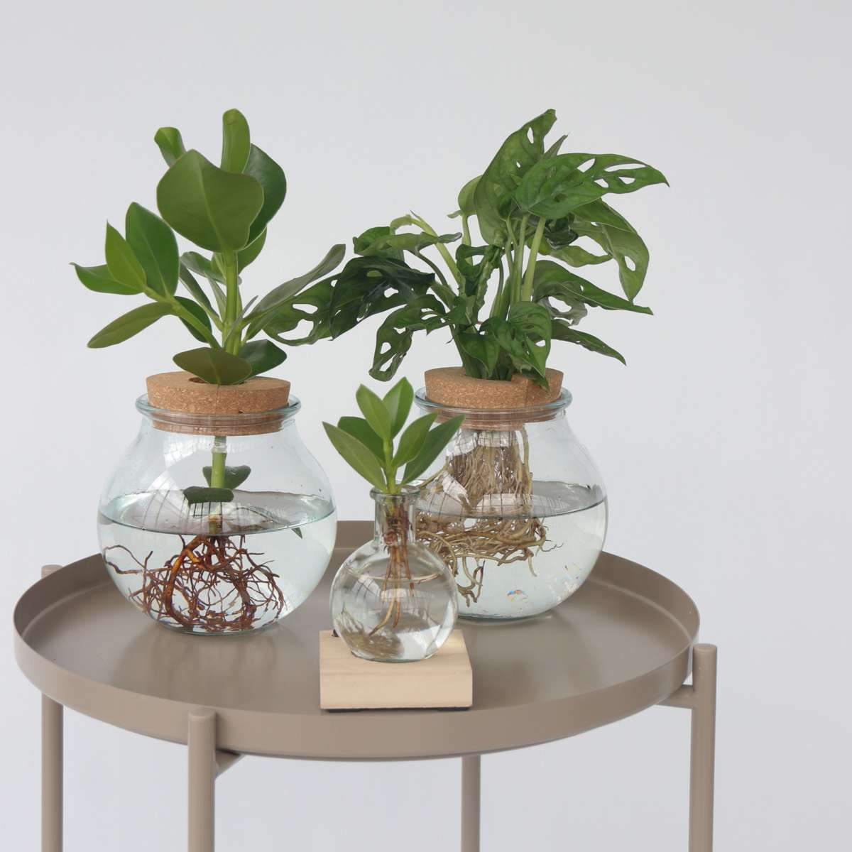 Mini Swiss Cheese Plant - Monstera 'Monkey Mask' - Height 25-35cm - ⌀20cm