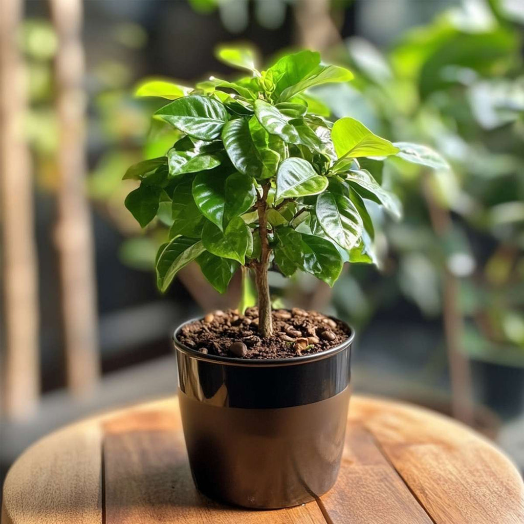 Coffee plant - 2 pcs. - Coffea arabica - Height 25-40cm - ⌀12cm