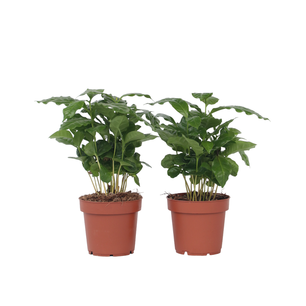 Coffee plant - 4 pcs. - Coffea arabica - Height 25-40cm - ⌀12cm