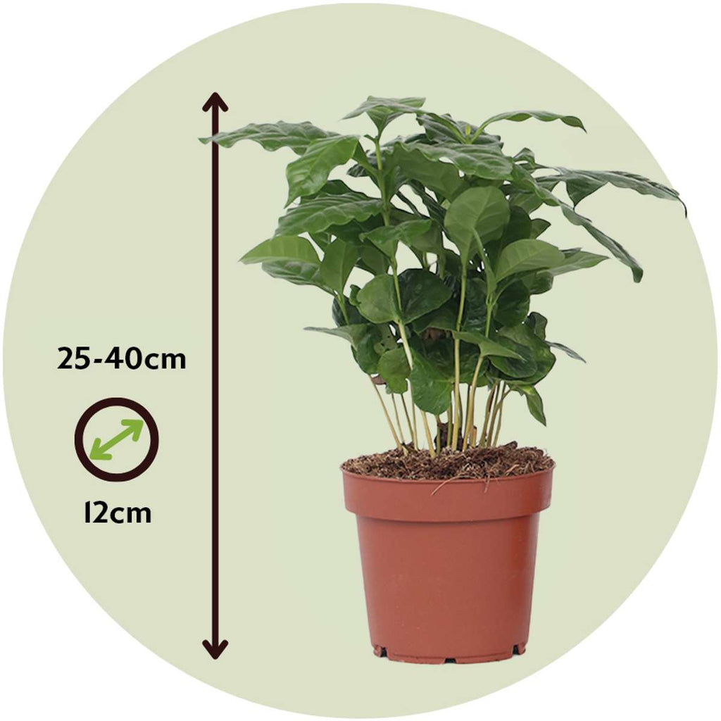 Coffee plant - 4 pcs. - Coffea arabica - Height 25-40cm - ⌀12cm