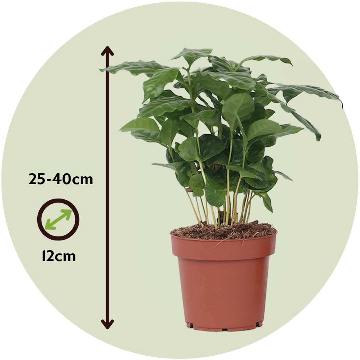 Coffee plant - 4 pcs. - Coffea arabica - Height 25-40cm - ⌀12cm