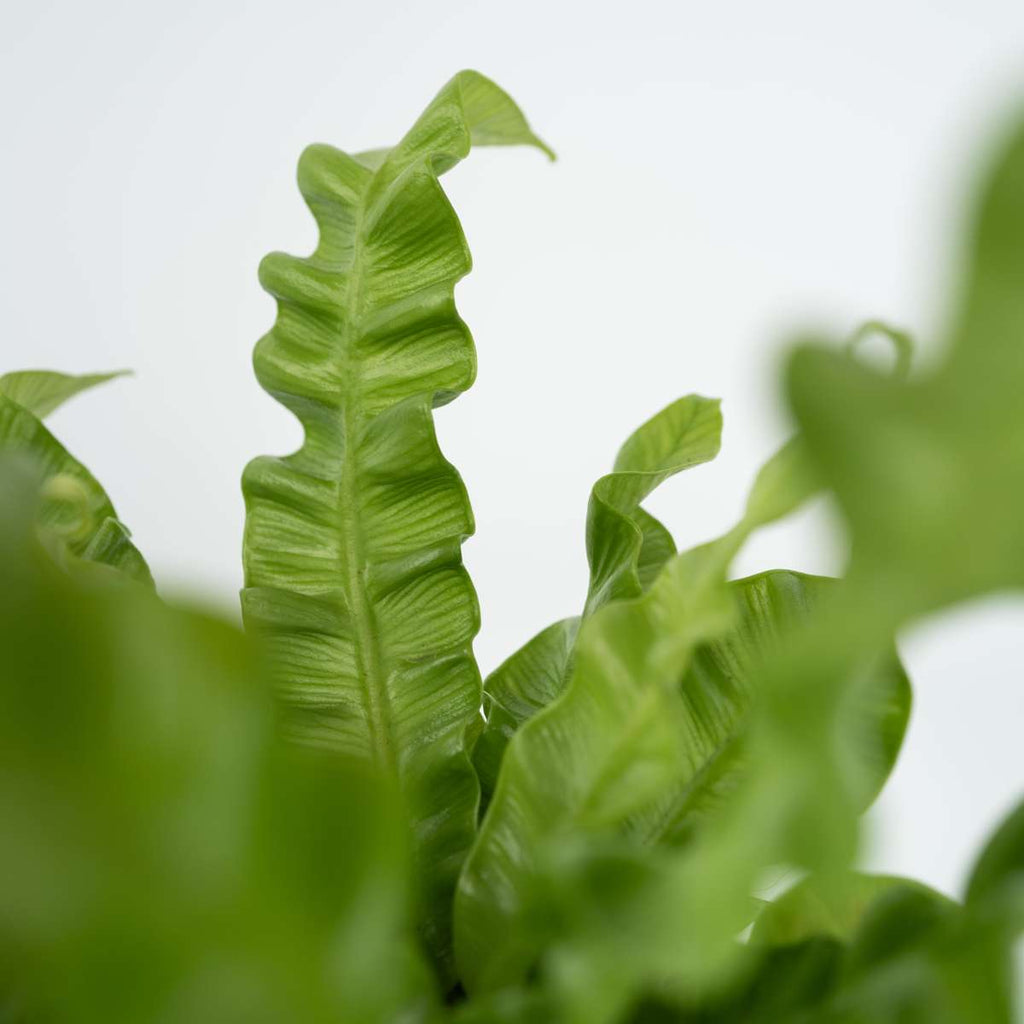 Bird's nest fern - 2 pcs. - Asplenium nidus 'Crispy Wave' - H25-40cm - ⌀12cm