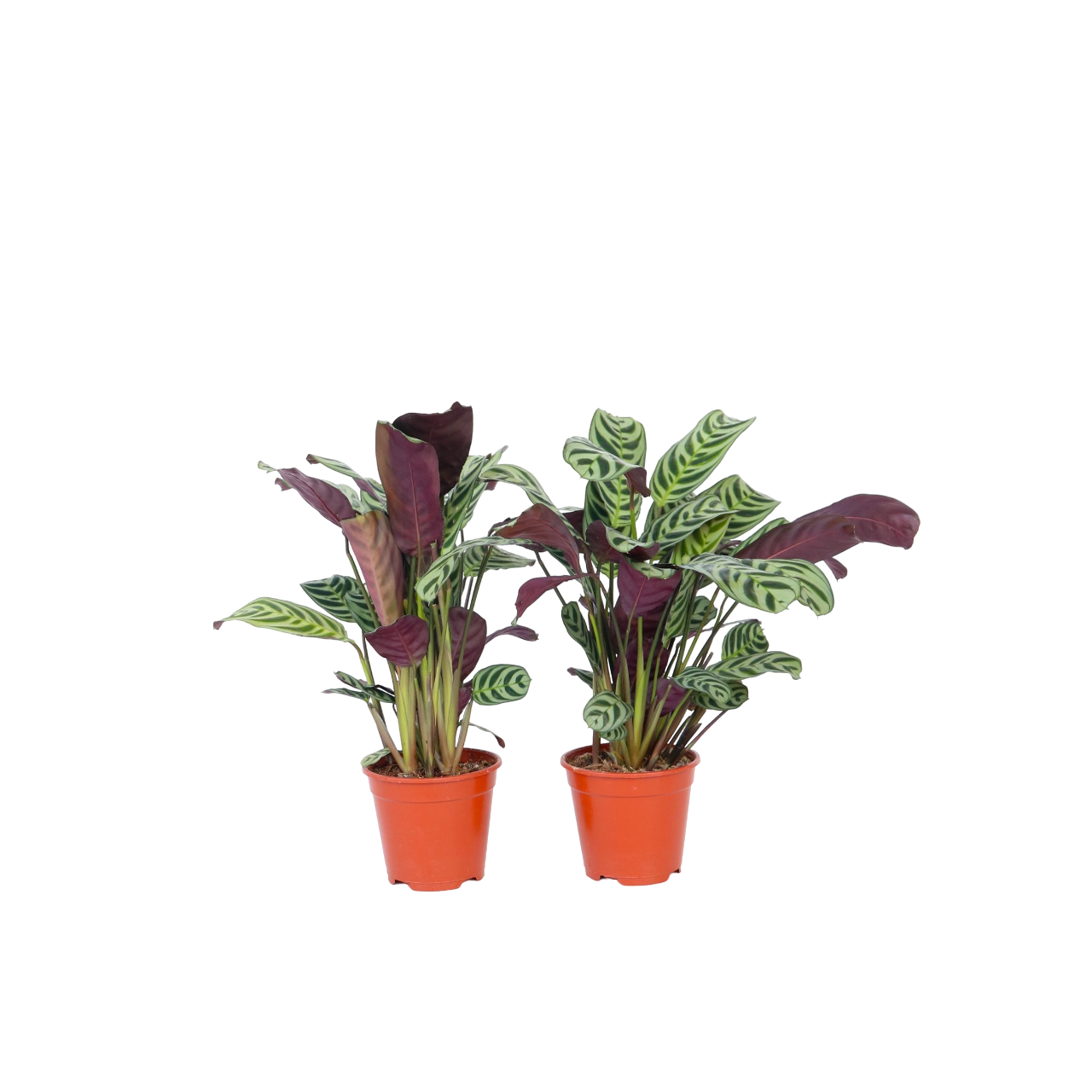 Never Never Plant - 2 pcs. - Ctenanthe 'burle-marxii' - Height 25-40cm - ⌀12cm