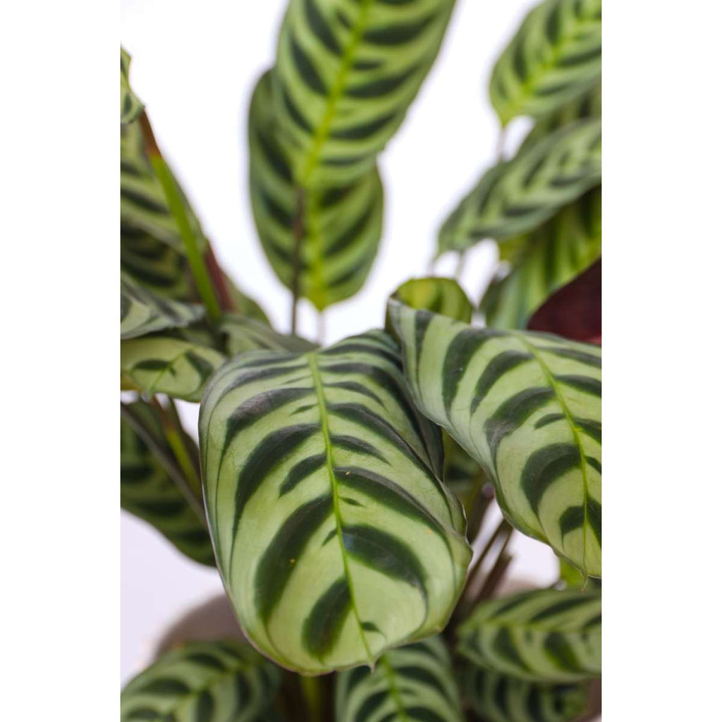 Never Never Plant - 4 pcs. - Ctenanthe 'burle-marxii' - Height 25-40cm - ⌀12cm