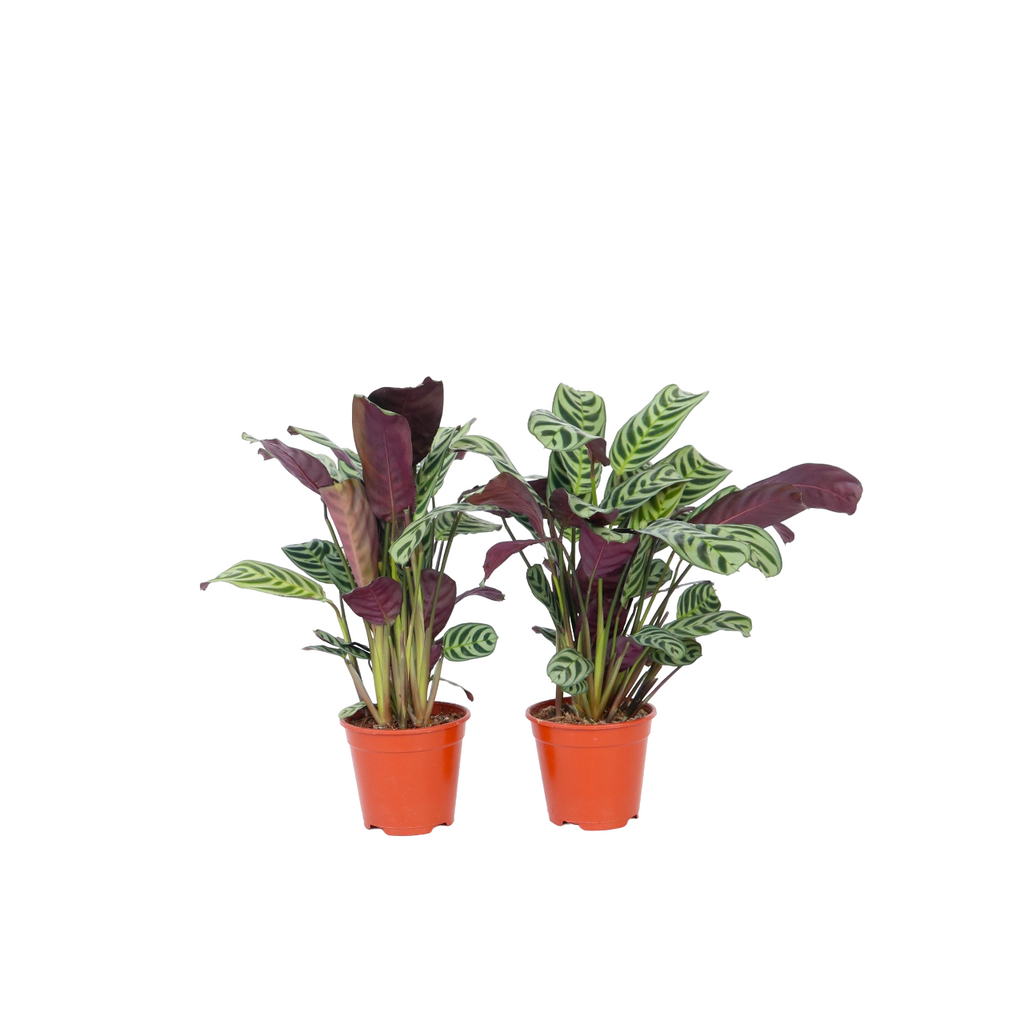 Never Never Plant - 4 pcs. - Ctenanthe 'burle-marxii' - Height 25-40cm - ⌀12cm