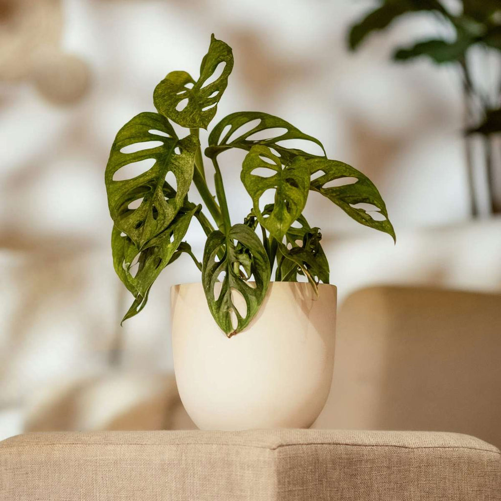 Mini Swiss Cheese Plant - 2 pcs. - Monstera 'Monkey Mask' - H25-30cm - ⌀12cm