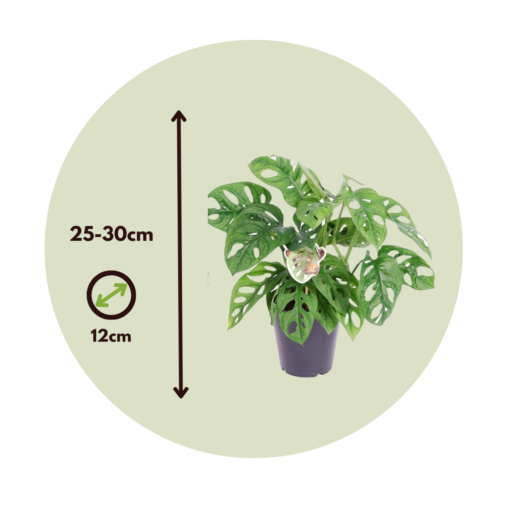 Mini Swiss Cheese Plant - 2 pcs. - Monstera 'Monkey Mask' - H25-30cm - ⌀12cm