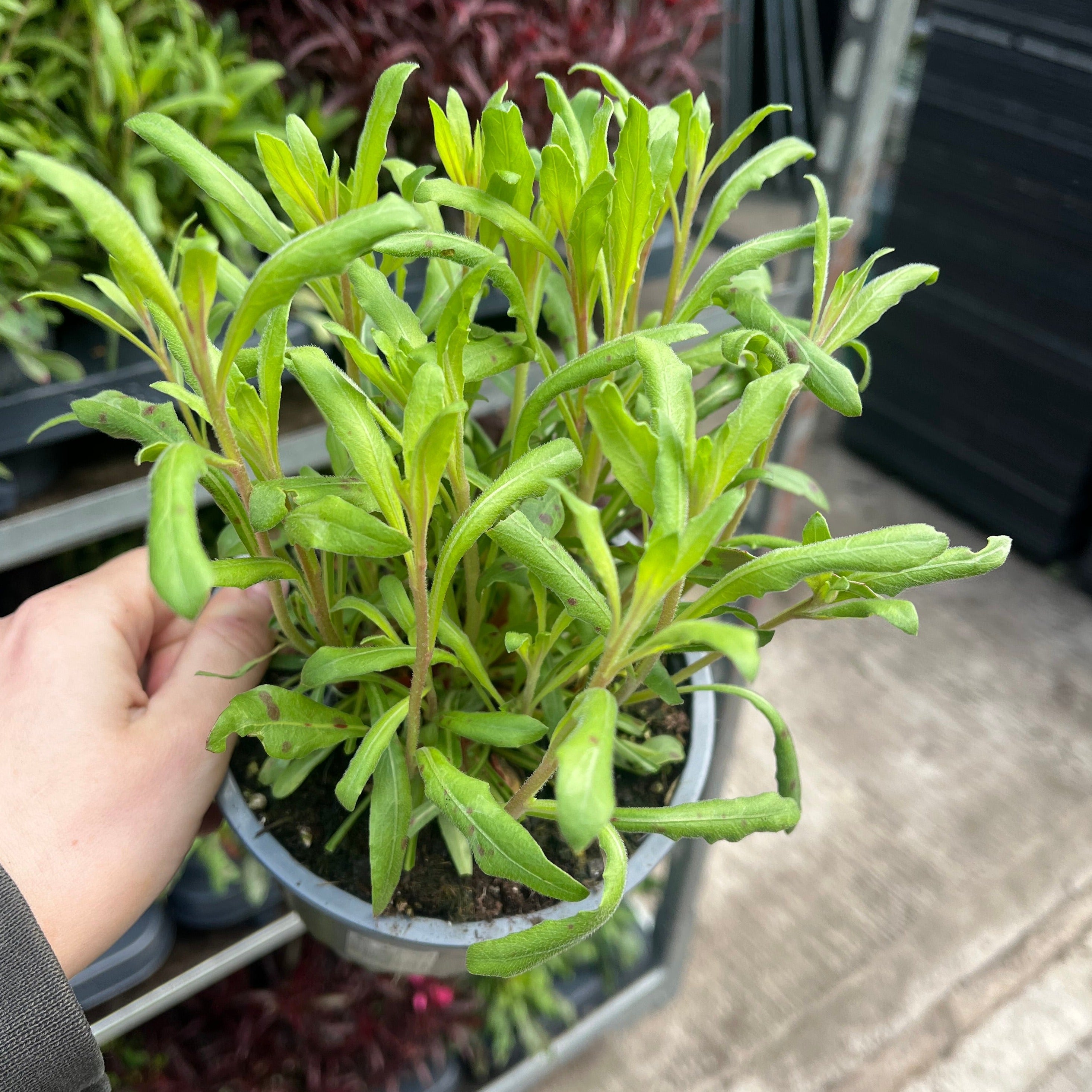 Gaura lindheimeri White 9cm