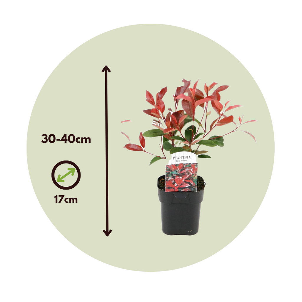 Christmas berry - 2 pcs. - Photinia fraseri 'Red Robin' - Height 30-40cm - ⌀17cm