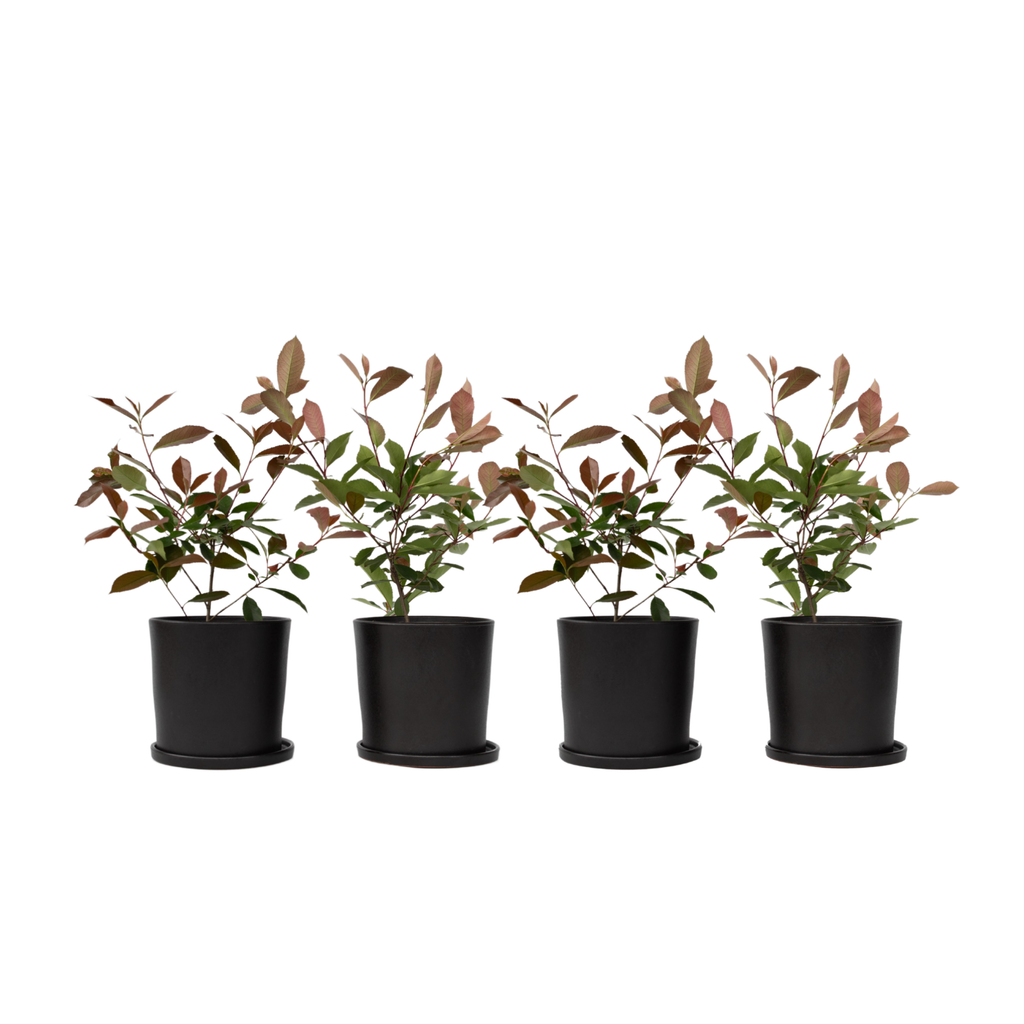 Christmas berry - 4 pcs. - Photinia fraseri 'Red Robin' - Height 30-40cm - ⌀17cm