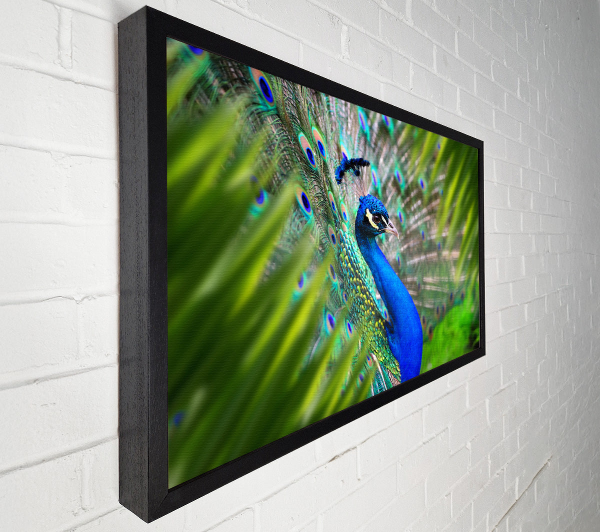 A Peacocks View Canvas Art