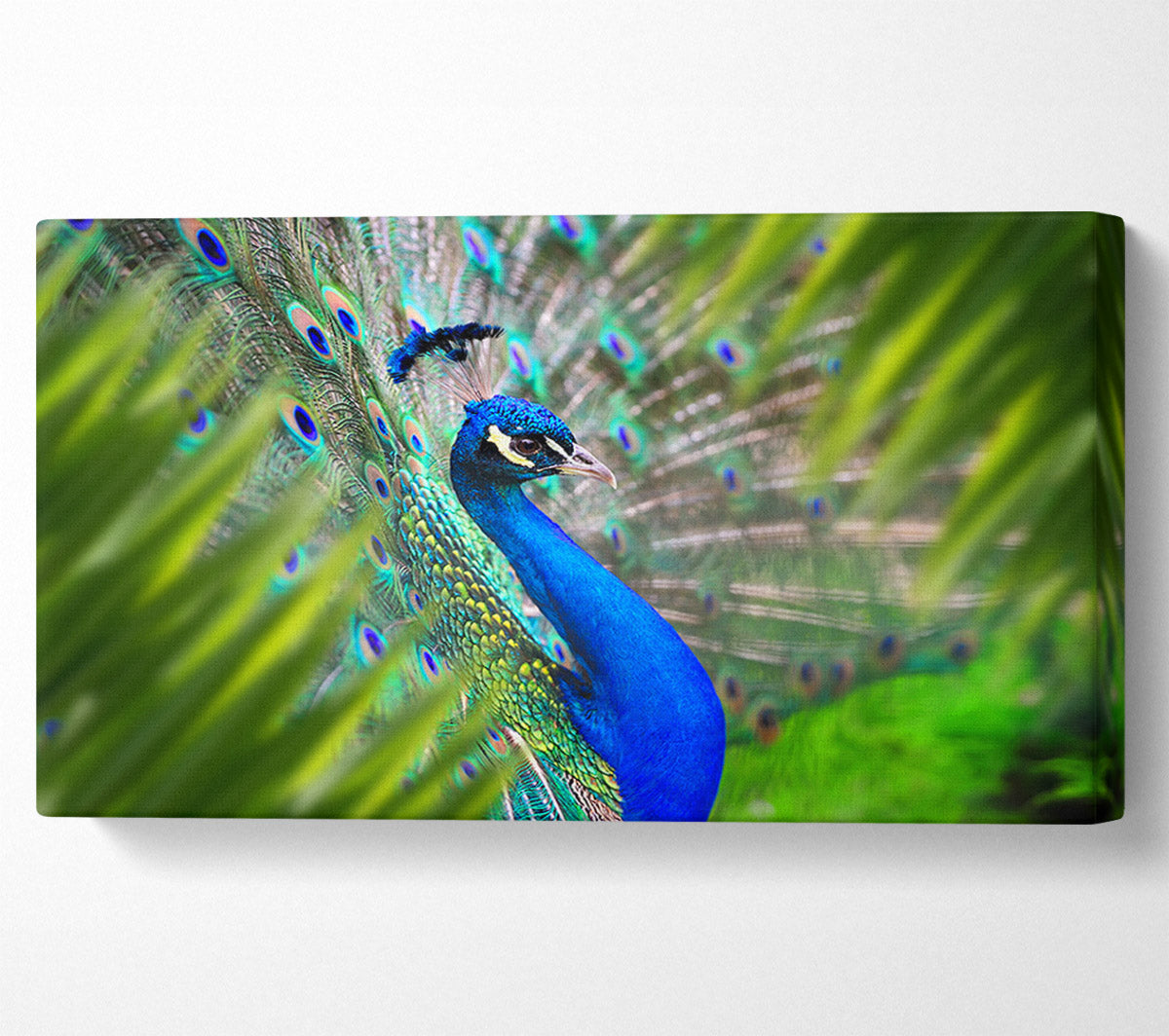 A Peacocks View Canvas Art