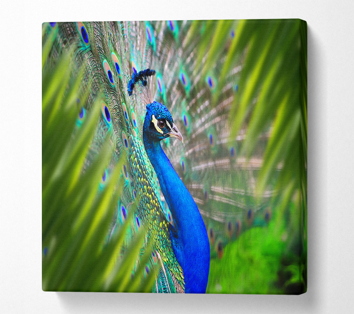 A Peacocks View Canvas Art