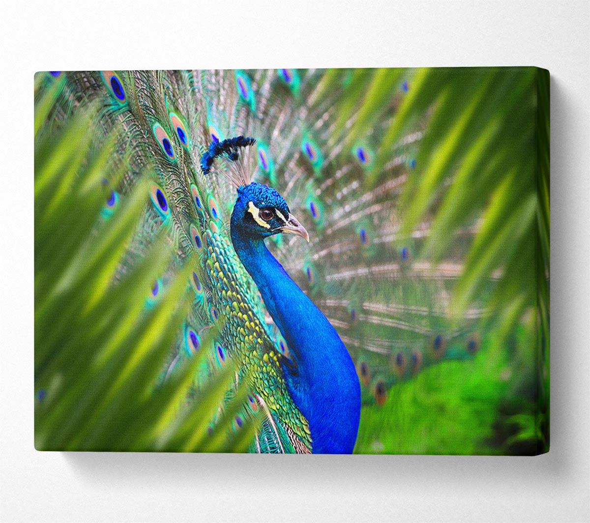 A Peacocks View Canvas Art