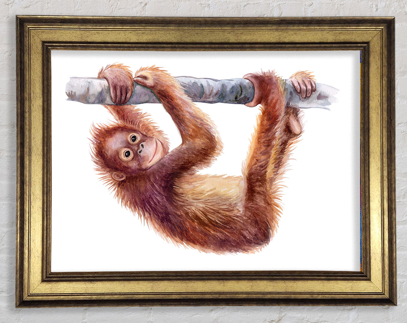 Hanging On A Branch Orangutan Framed Print