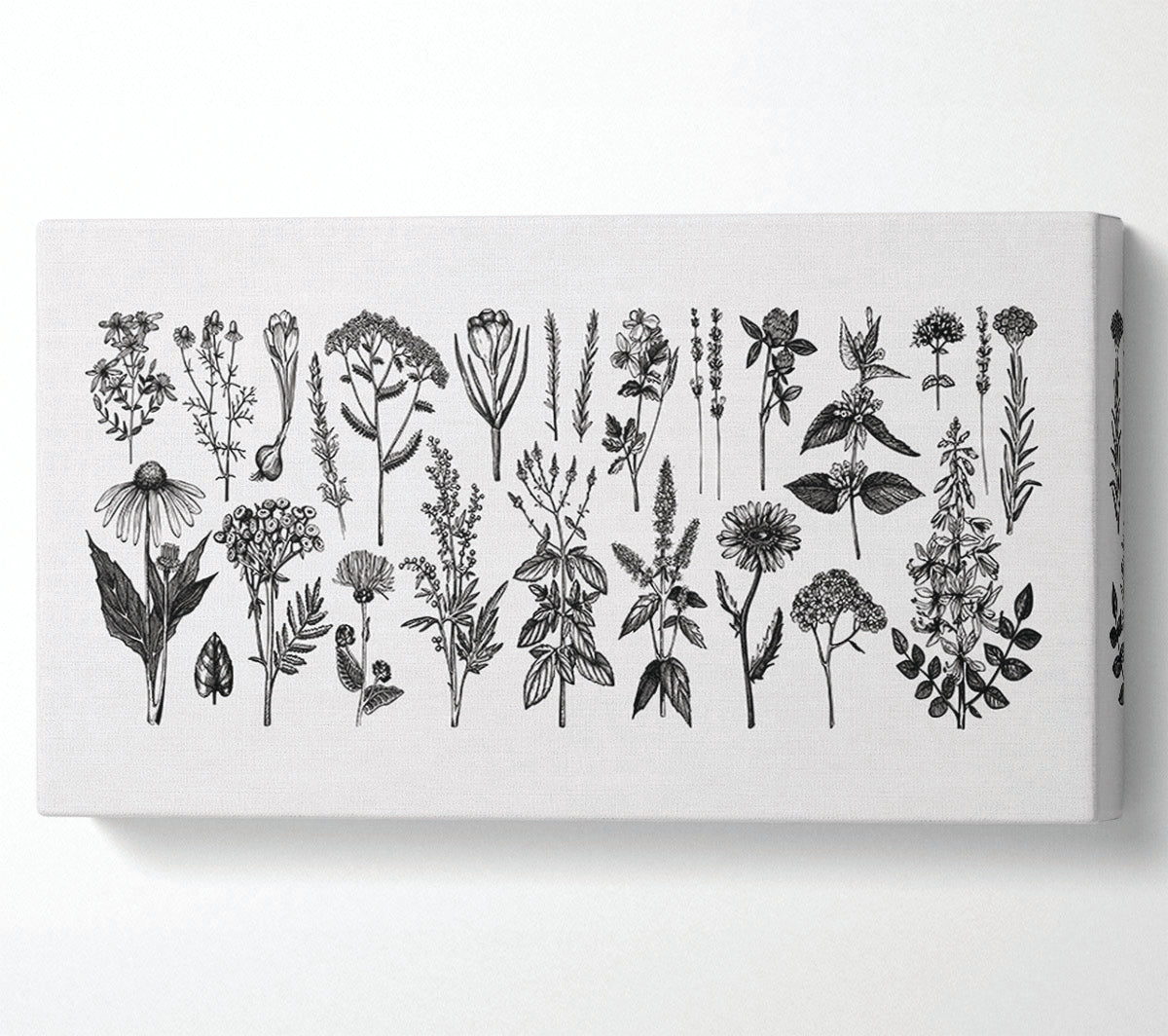 The Small Plant Collection 2 Canvas Wall Art