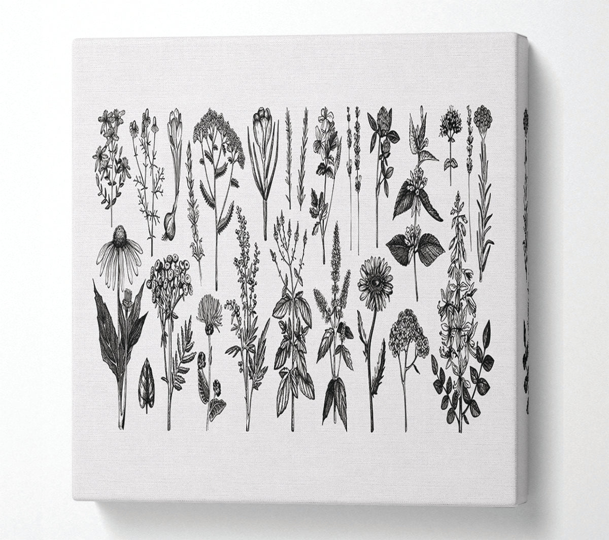 The Small Plant Collection 2 Canvas Wall Art