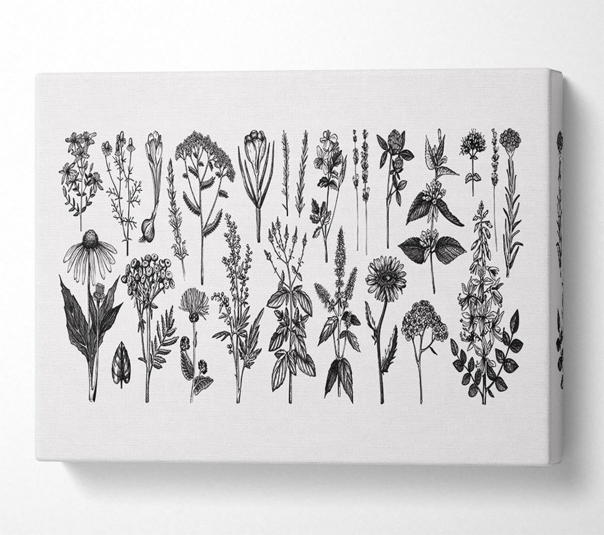 The Small Plant Collection 2 Canvas Wall Art