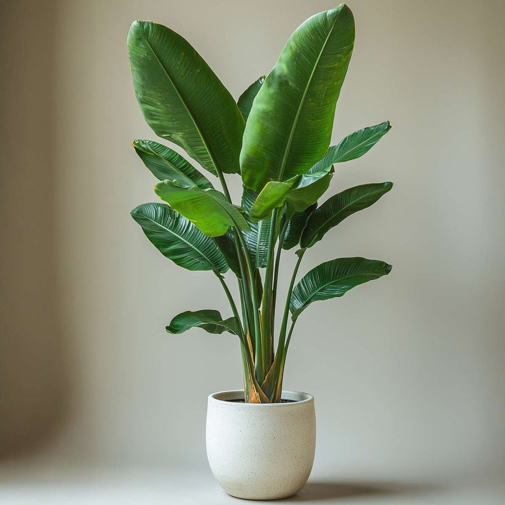 Giant Bird of Paradise - Strelitzia nicolai - Height 55-70cm - ⌀17cm