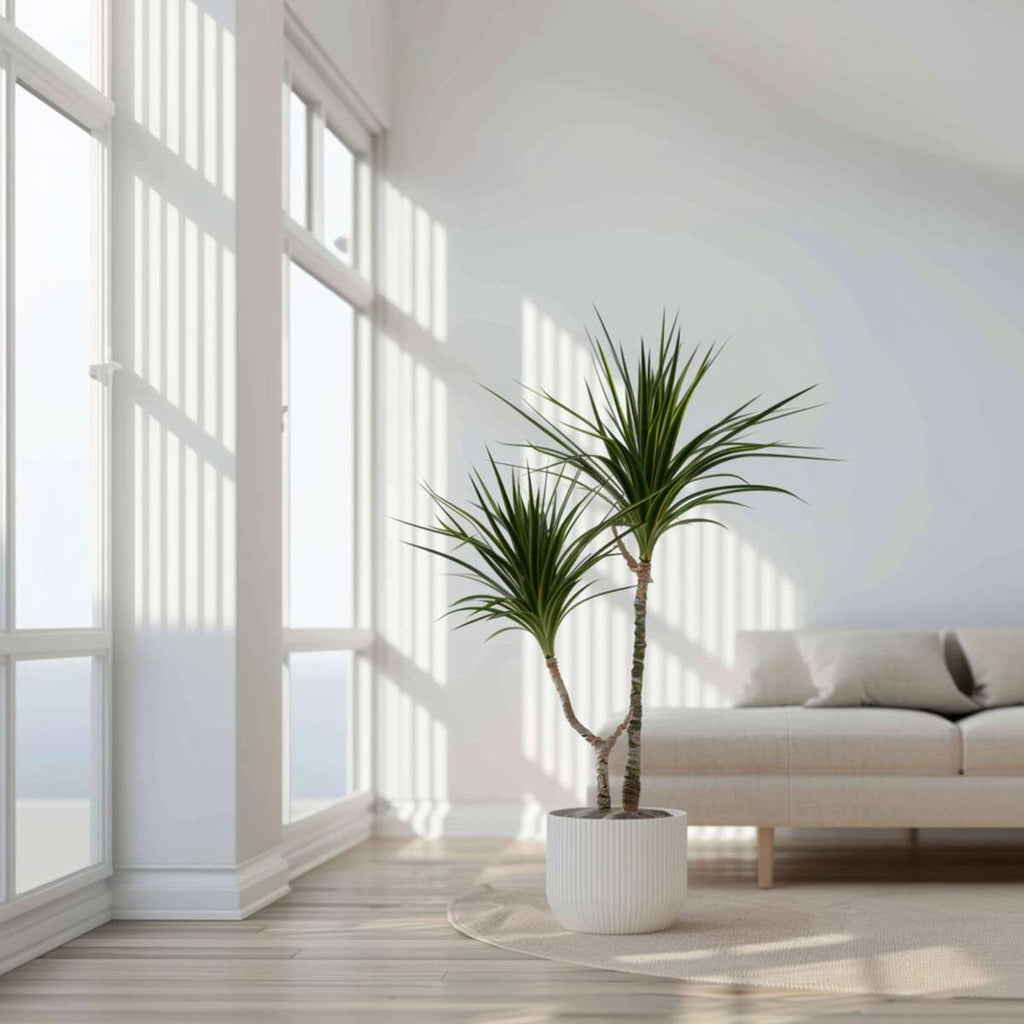 Madagascar Dragon Tree - Dracaena marginata - Height 70-80cm - ⌀17cm