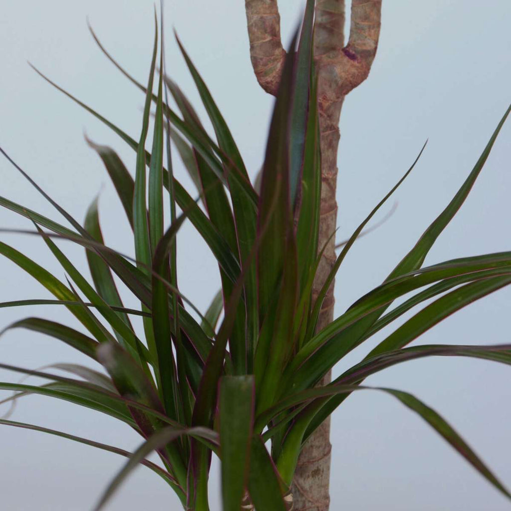 Madagascar Dragon Tree - Dracaena marginata - Height 70-80cm - ⌀17cm