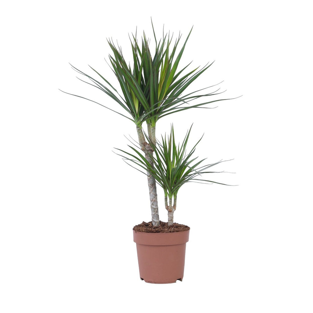 Madagascar Dragon Tree - Dracaena marginata - Height 70-80cm - ⌀17cm