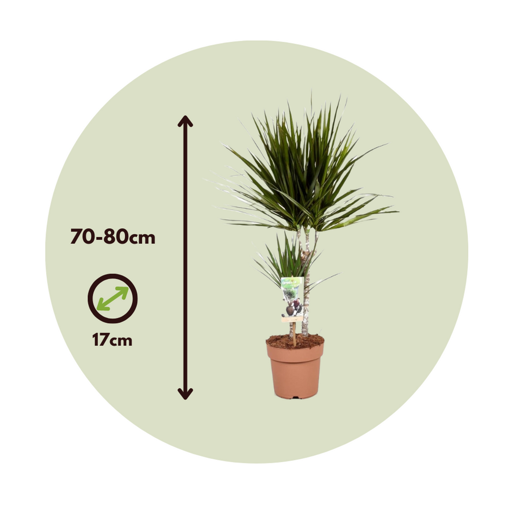 Madagascar Dragon Tree - 2 pcs. - Dracaena marginata - Height 70-80cm - ⌀17cm