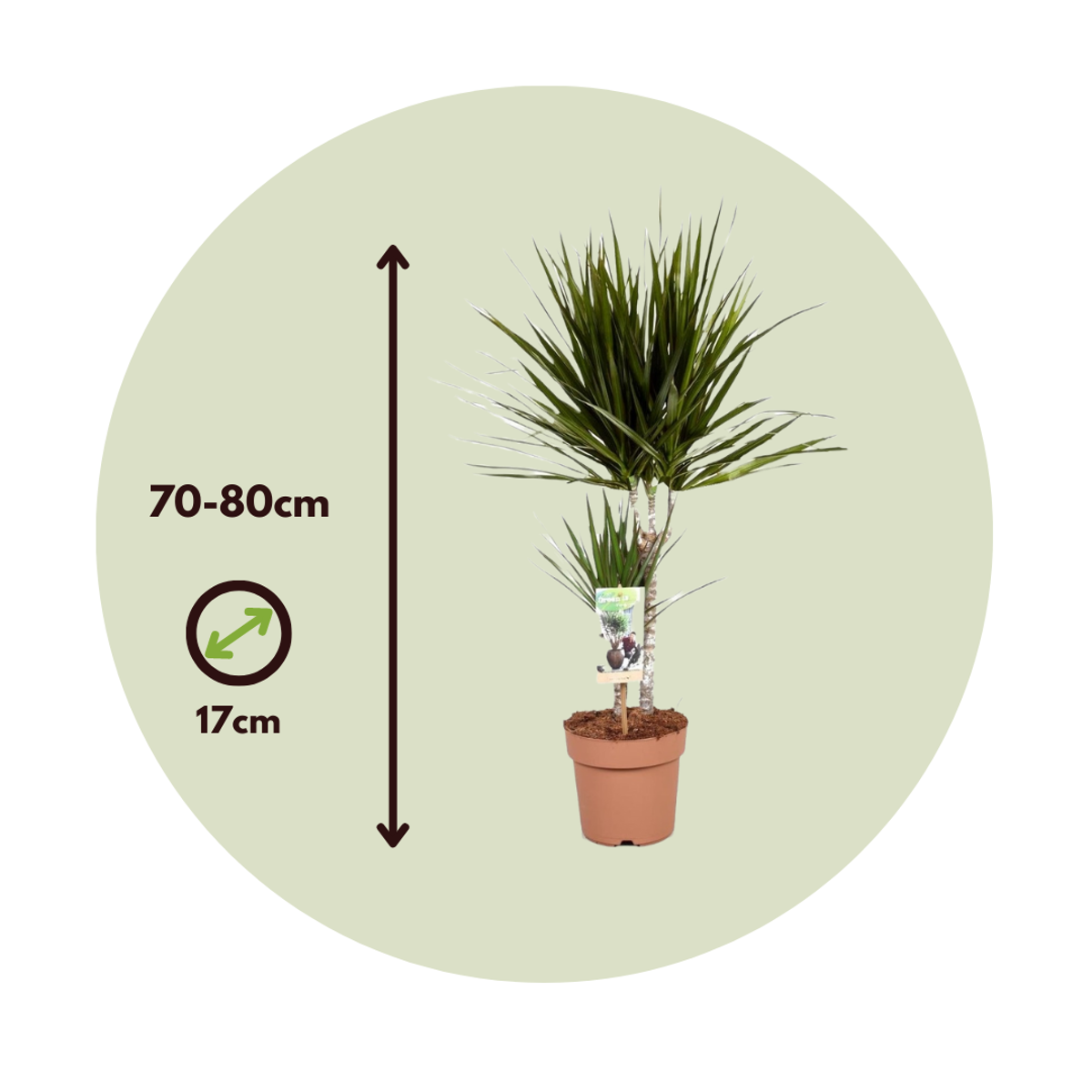 Madagascar Dragon Tree - Dracaena marginata - Height 70-80cm - ⌀17cm