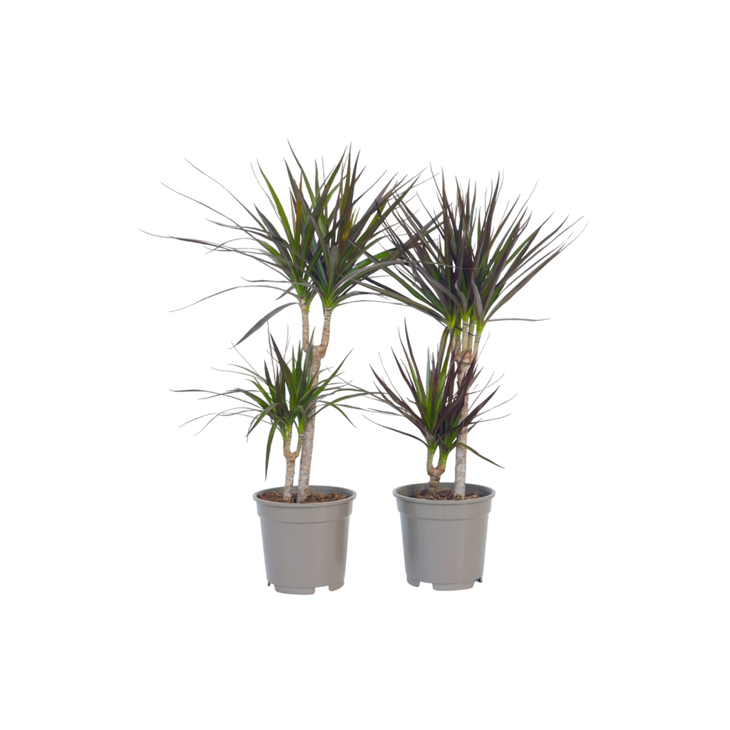 Madagascar Dragon Tree - 4 pcs. - Dracaena marginata - Height 70-80cm - ⌀17cm