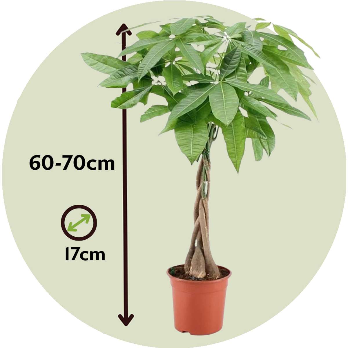 Money Tree Plant - 2 pcs. - Pachira aquatica - Height 60-70cm - ⌀17cm