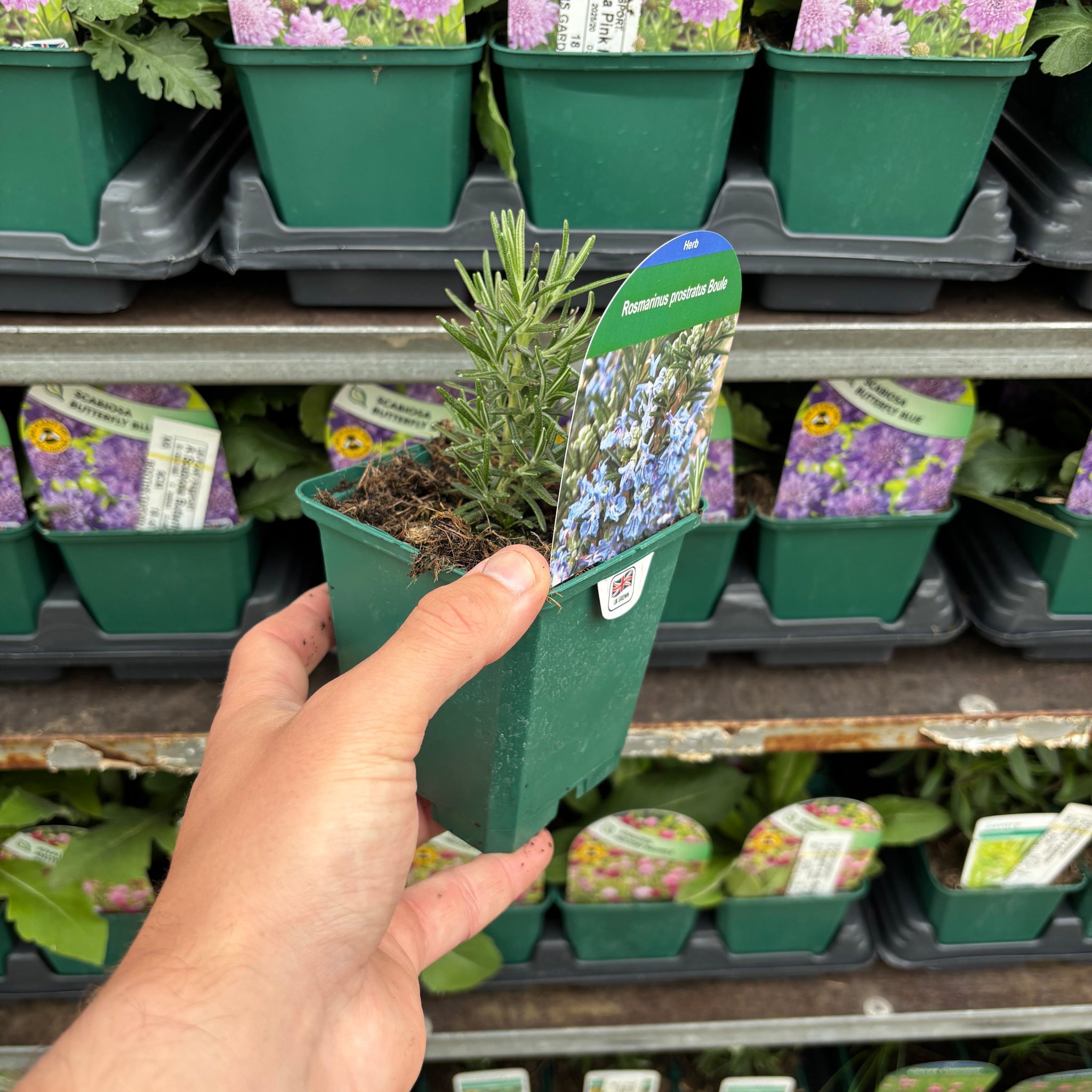 Rosmarinus officinalis 'Prostratus Group' 9cm-2L
