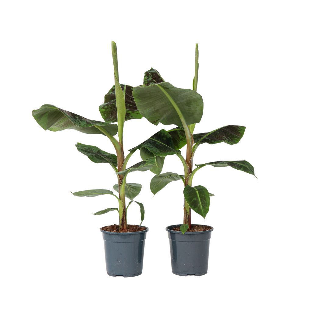 Canary banana - 2 pcs. - Musa 'Dwarf Cavendish' - Height 90-100cm - ⌀21cm
