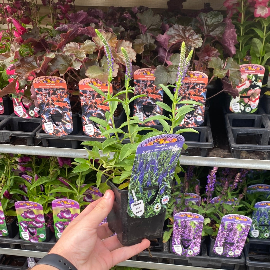 Veronica 'Anniversary Blue’ 9cm/2L