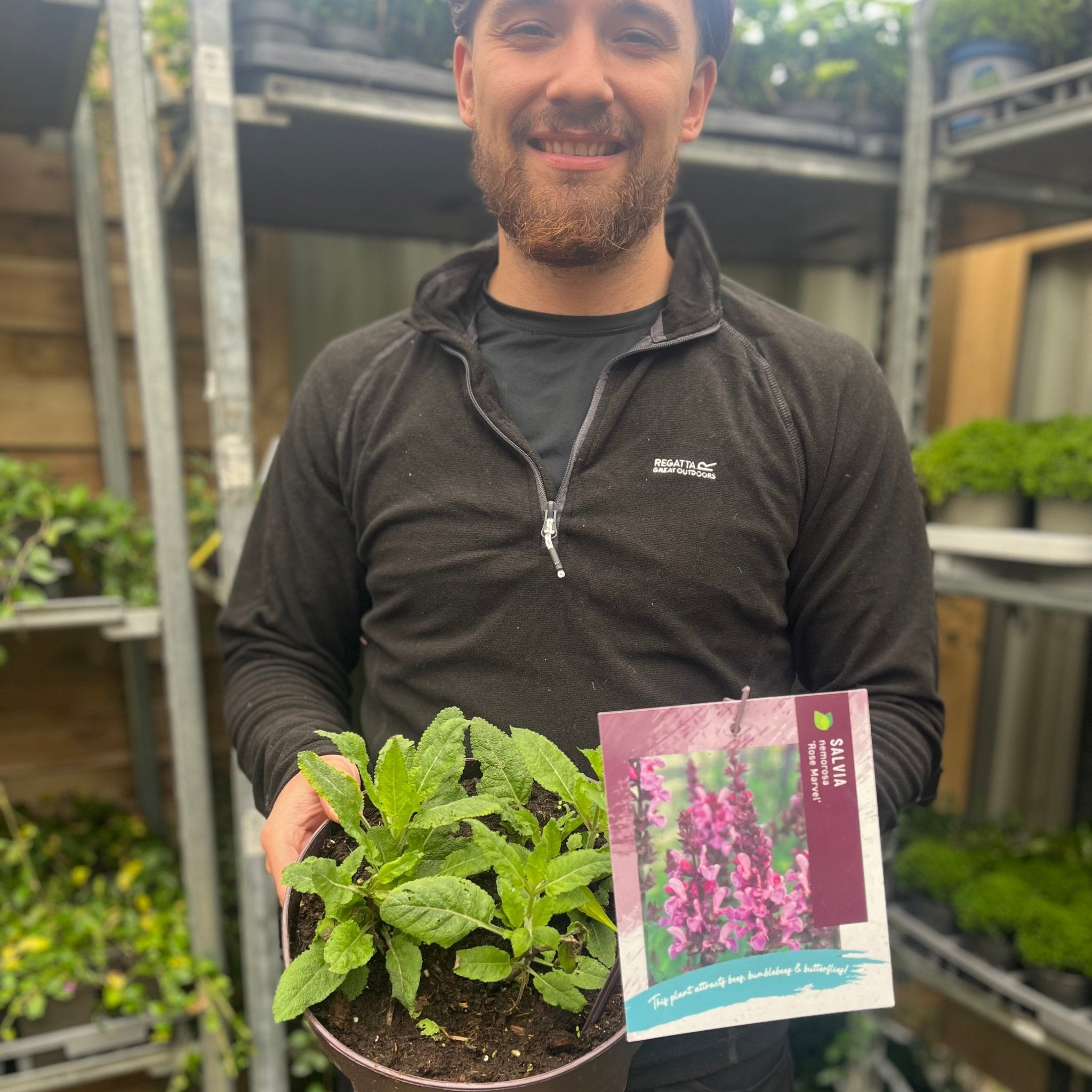 Salvia nemorosa 'Rose Marvel' 9cm/3L